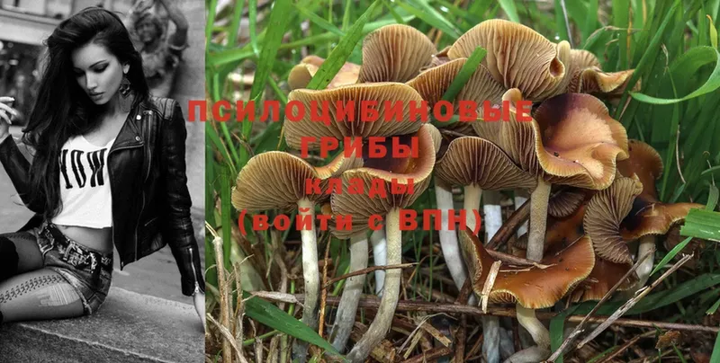 где найти наркотики  Енисейск  Псилоцибиновые грибы Psilocybe 